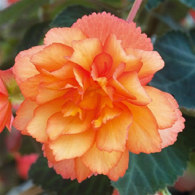 Begonia Seeds Nonstop Golden Orange 15 thru 500 Pelleted Seeds