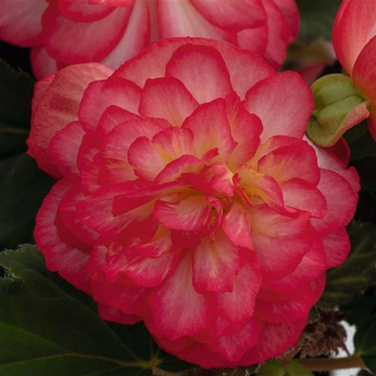 Begonia Seeds Nonstop Joy Rose Picotee 15 Pelleted Seeds