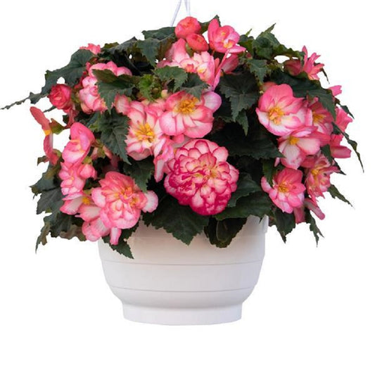 Begonia Seeds Nonstop Joy Rose Picotee 15 thru 500 Pelleted Seeds