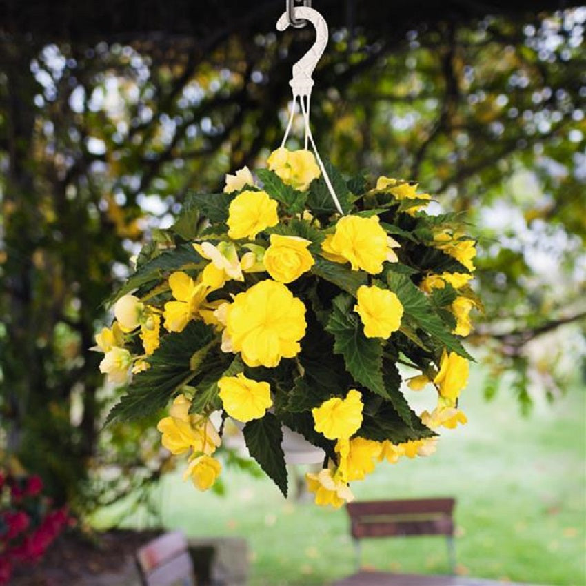 Begonia Seeds Nonstop Joy Yellow 15 thru 500 Pelleted Seeds