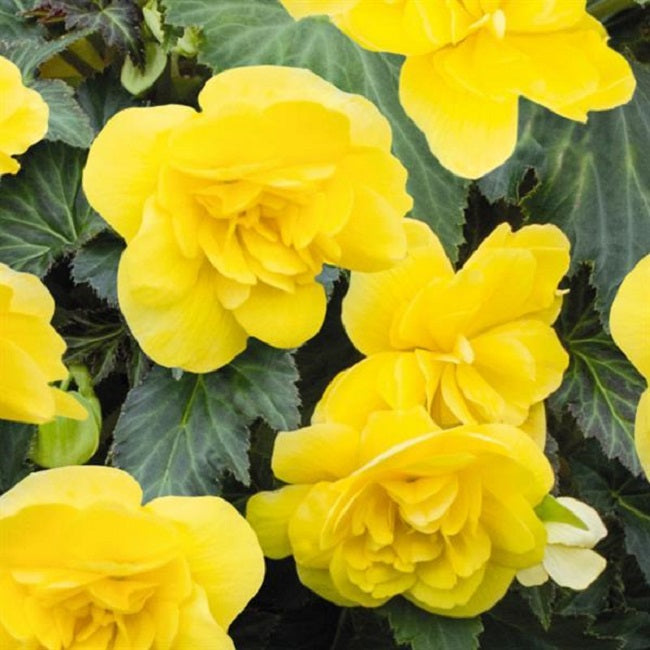 Begonia Seeds Nonstop Joy Yellow 15 thru 500 Pelleted Seeds