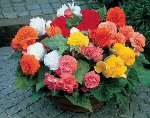 Begonia Nonstop Mix Begonia Seeds 15 thru 500 Pelleted Seeds