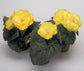 Begonia Seeds Begonia Nonstop Mocca Yellow 15 Pelleted Seeds