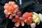 15 Begonia Seeds Illumination Peaches Cream Pelleted Trailing Begonia