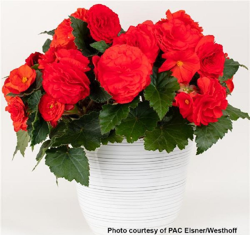 Begonia Seeds Begonia Prism Red 15 Pelleted Seeds Tuberous Begonia