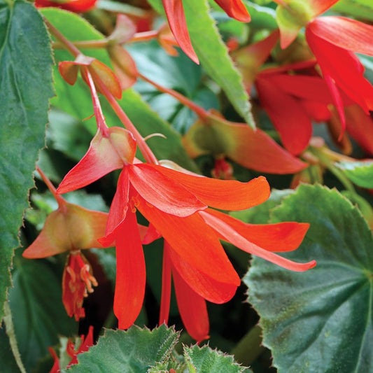 Pelleted Begonia Seeds Santa Cruz Sunset Trailing Begonia 15 thru 50 Seeds