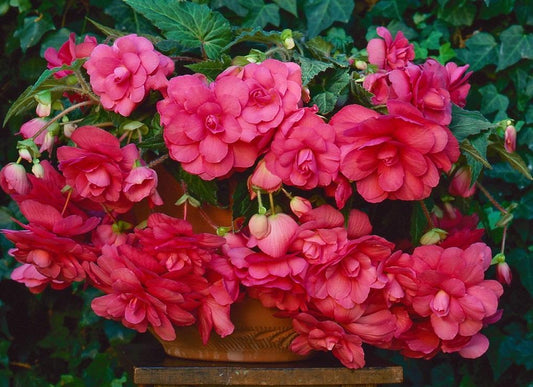 Pelleted Begonia Seeds Begonia Sun Dancer Pink 15 Pelleted Seeds