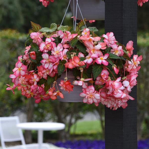 Pelleted Begonia Seeds Begonia Sun Dancer Pink Picotee 15 Pelleted Seeds