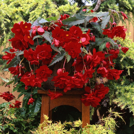 Pelleted Begonia Seeds Begonia Sun Dancer Red 15 Pelleted Seeds