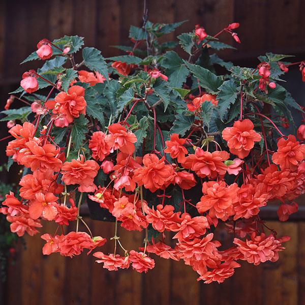 Pelleted Begonia Seeds Begonia Sun Dancer Salmon 15 Pelleted Seeds