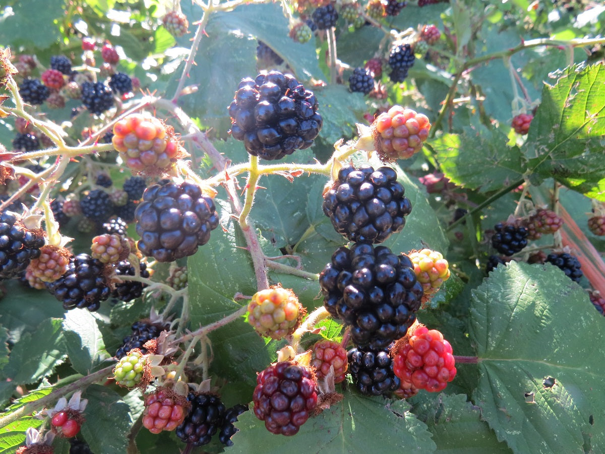 Blackberry Seeds 100 thru 500 Seeds Black Berries