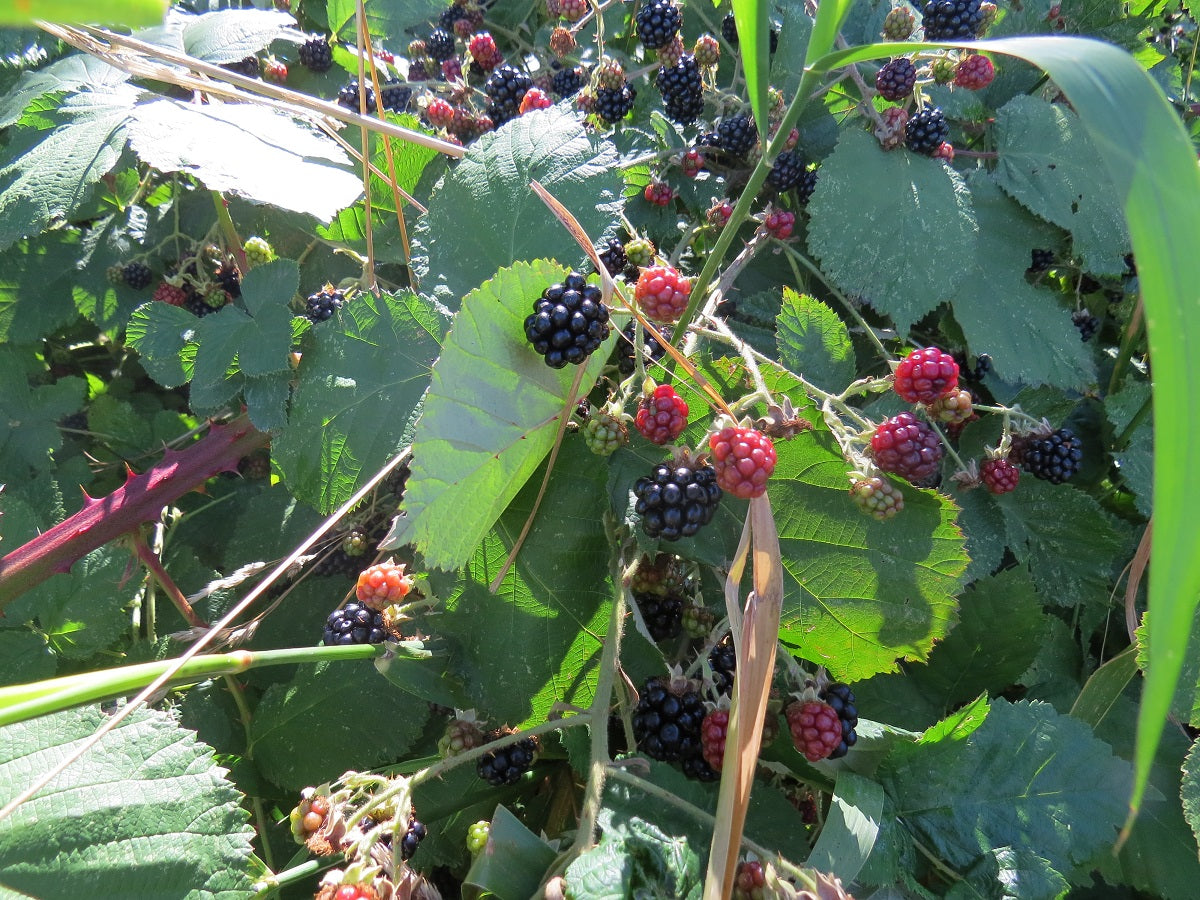 Blackberry Seeds 100 thru 500 Seeds Black Berries