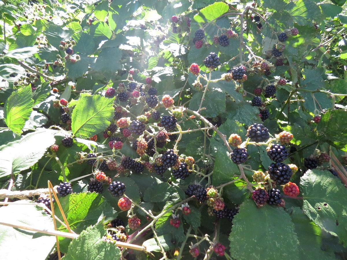 Blackberry Seeds 100 thru 500 Seeds Black Berries