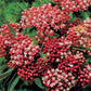 100 Butterfly Weed Seeds Carmine Rose Flower Seeds