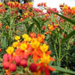 100 Butterfly Weed Seeds Mexican Asclepias Curassavica Flower Seeds