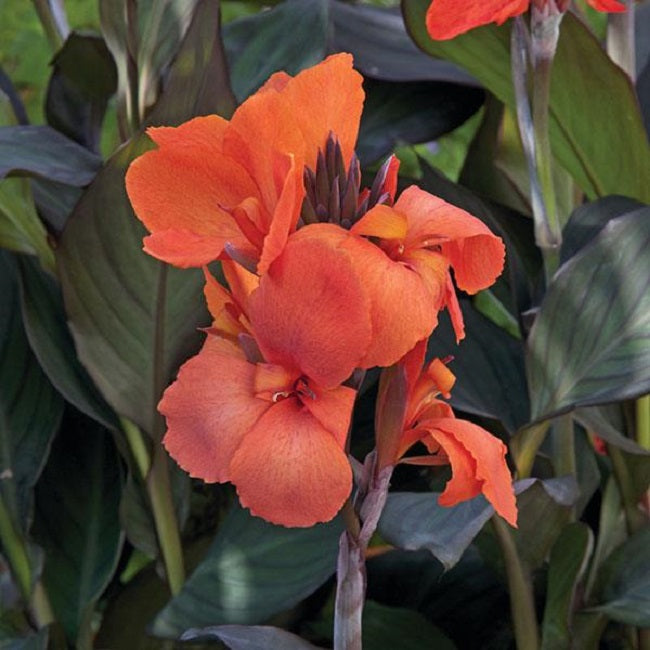 25 Canna Seeds Cannova® Bronze Orange