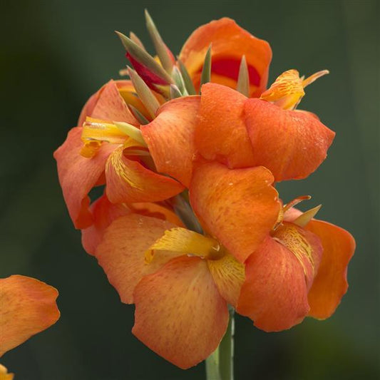 25 Canna Seeds Cannova® Orange Shades