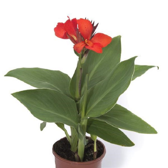 25 Canna Seeds Cannova® Scarlet Flower Seeds