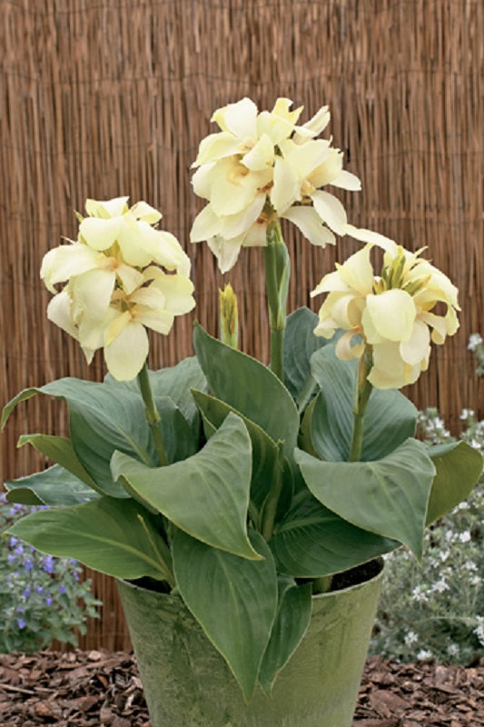 Canna Seeds 25 Canna South Pacific Ivory Tropical Cannas