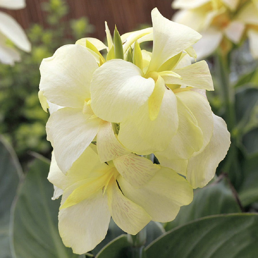 Canna Seeds 25 Canna South Pacific Ivory Tropical Cannas