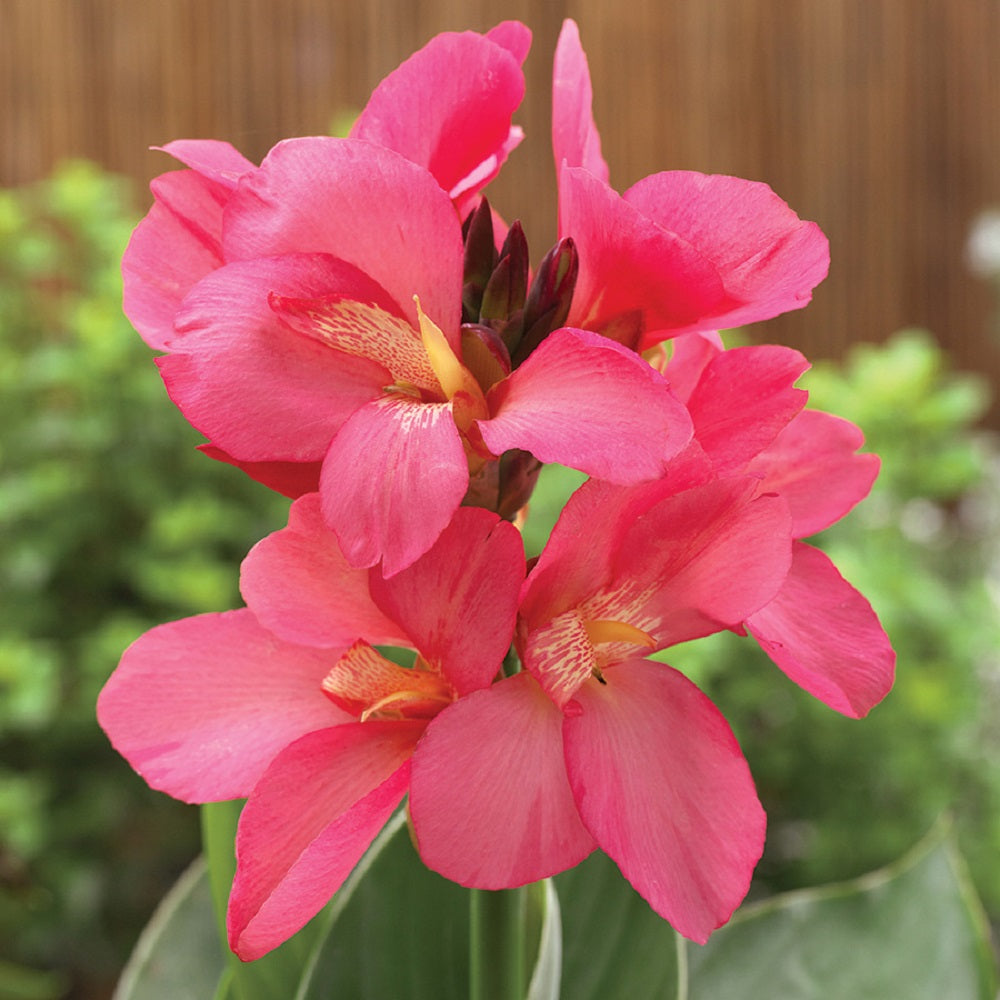 Canna Seeds 25 Canna South Pacific Rose Tropical Cannas