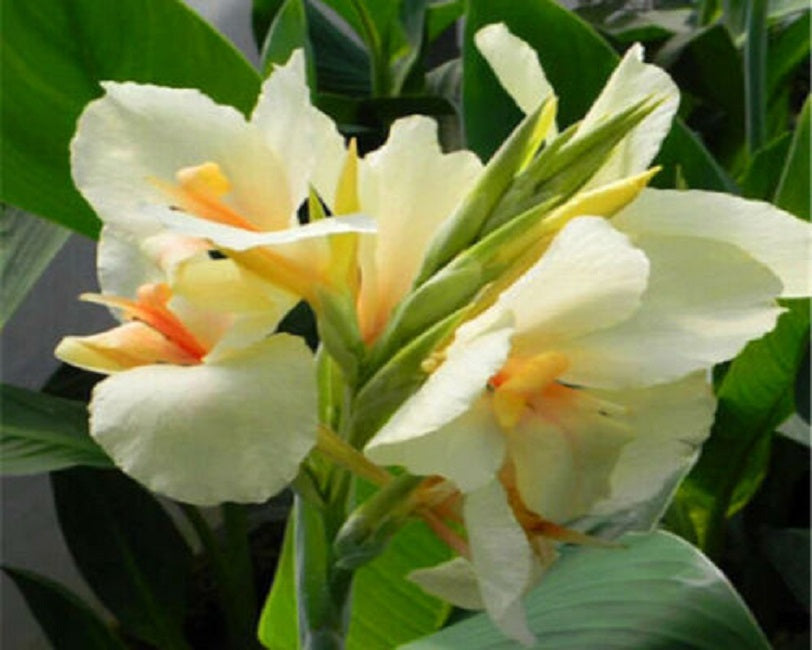 Canna Seeds 25 Canna Tropical White Tropical Plant Seeds