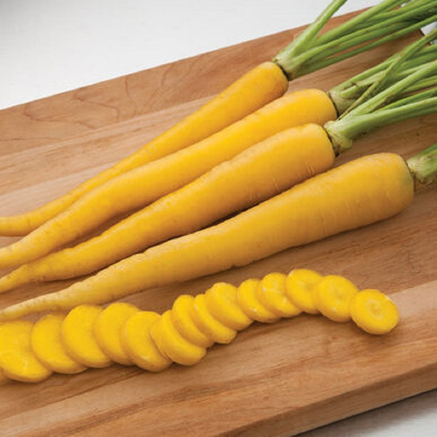 Carrot Seeds Yellow Bunch F1 Hybrid 100 Pelleted Seeds