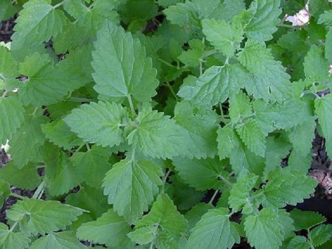 Catnip Seeds Perennial Herb 100 thru 2,000 Seeds Catmint Herb Seeds