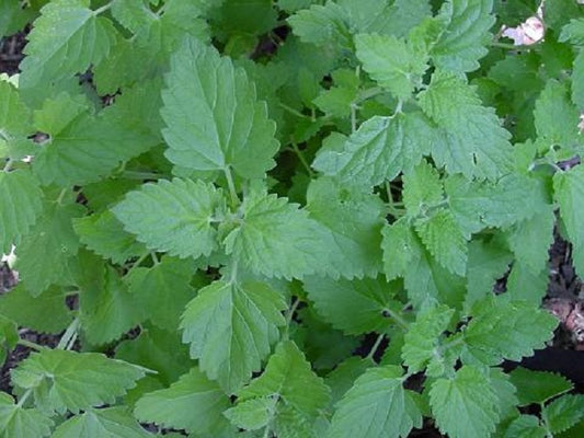 Catnip Seeds Perennial Herb 100 thru 2,000 Seeds Catmint Herb Seeds