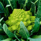 25 Cauliflower Seeds Veronica Cauliflower F1 Hybrid Green Cauliflower