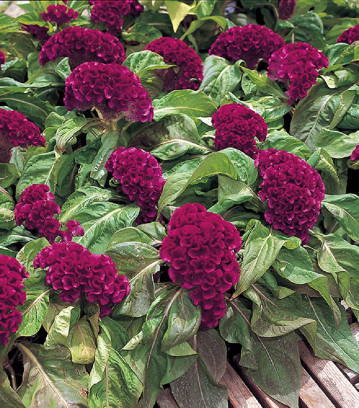 Celosia Seeds Cut Flower Seeds – Page 2