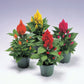 Celosia Seeds 50 Cockscomb Seeds Celosia Castle Mix