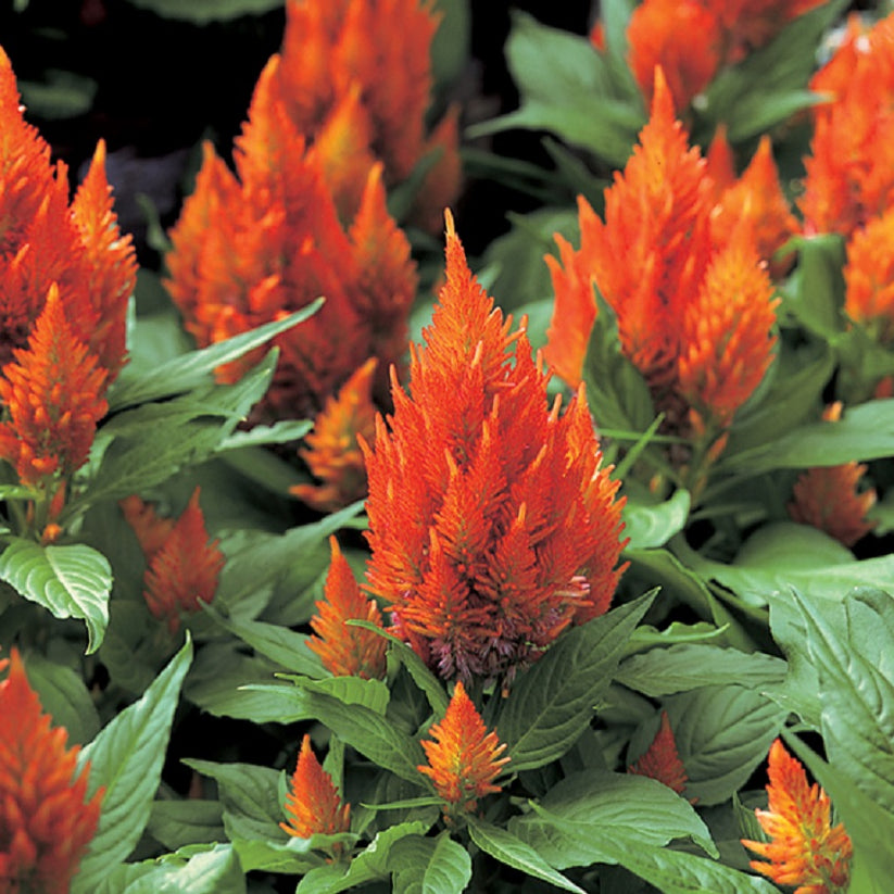 Celosia Seeds 50 Cockscomb Seeds Celosia Castle Orange