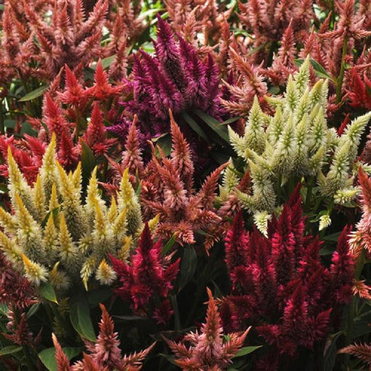 Cockscomb Seeds 25 Pelleted Celosia Seeds Celosia Celway Mix