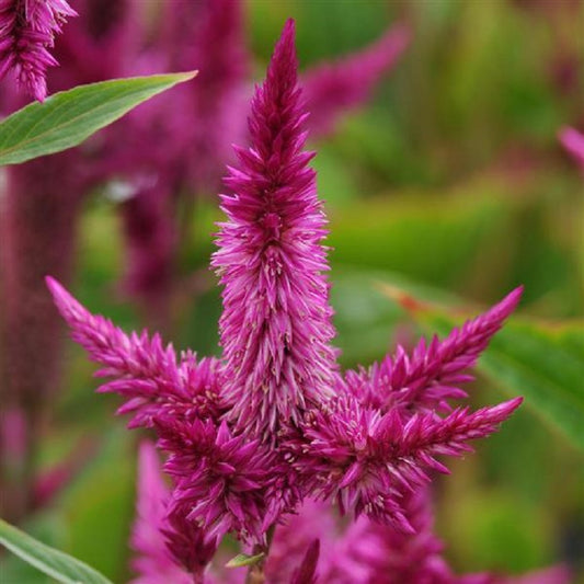 Celosia Seeds Celway Purple Cockscomb 25 Pelleted Seeds