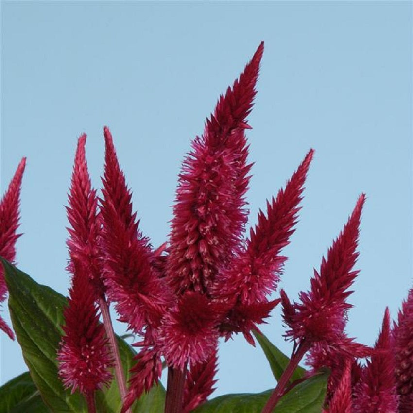 Celosia Seeds Celway Red Cockscomb 25 Pelleted Seeds