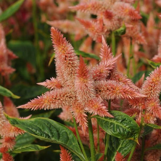 Celosia Seeds Celway Salmon Cockscomb 25 Pelleted Seeds