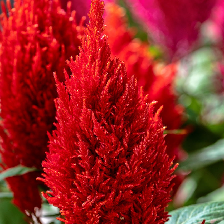 Celosia Seeds 50 thru 1,000 Bulk Seeds Celosia Century Fire