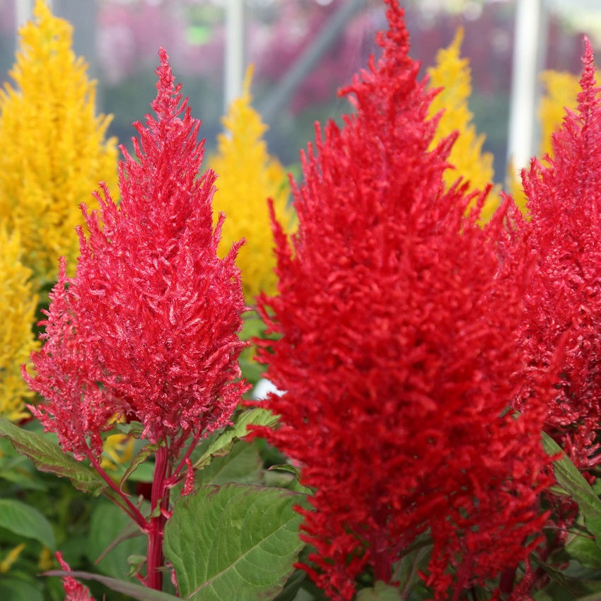 Bulk Seeds Celosia Seeds 50 thru 1,000 Seeds Celosia Century Mix