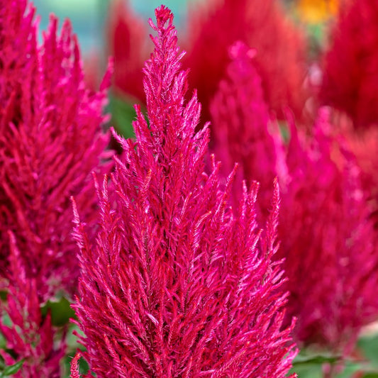 Bulk Seeds Celosia Seeds 50 thru 1,000 Seeds Celosia Century Pink