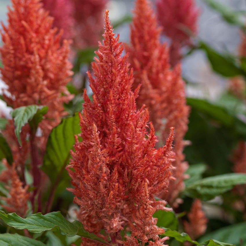 Celosia Seeds 50 thru 1,000 Bulk Seeds Celosia Century Salmon Pink