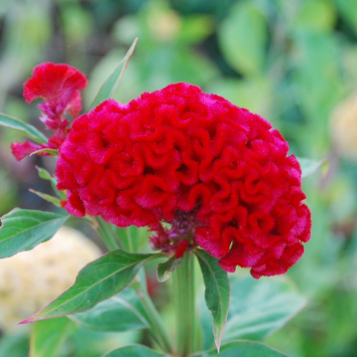 Celosia Seeds Celosia Chief Carmine 50 thru 1,000 Seeds Cut Flower See