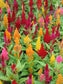 Celosia Seeds Dance Mix Seeds 50 Seeds Great annual bedding plant