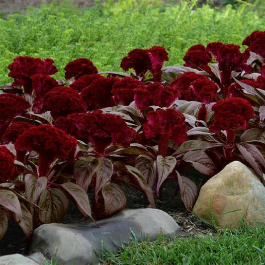 Celosia Seeds Celosia Dracula 25 Pelleted Cockscomb Seeds