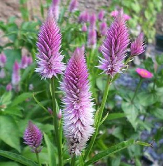 50 Celosia Seeds Flamingo Feather Seeds