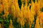 Celosia Seeds Fresh Look Gold 50 Seeds