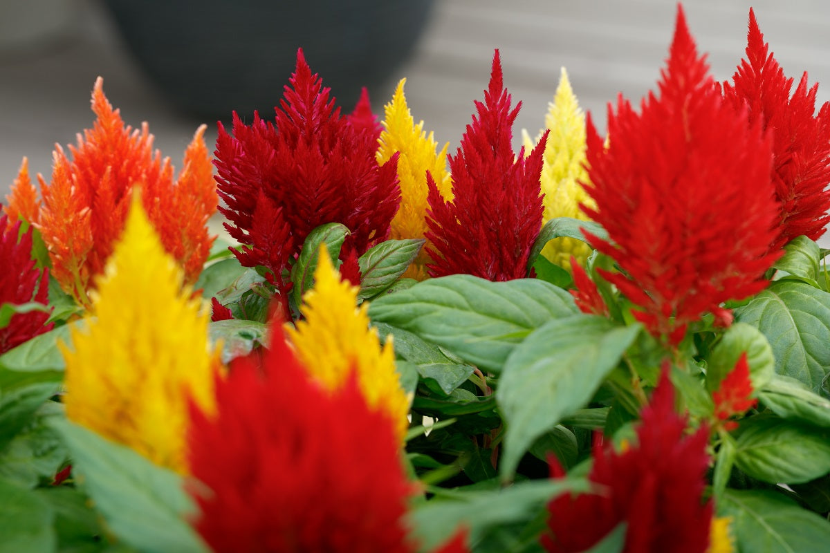 Cockscomb Seeds Plumed Kimono Mix 50 Celosia Seeds