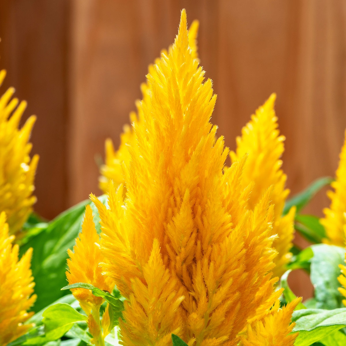 Cockscomb Seeds Plumed Kimono Yellow 50 Celosia Seeds