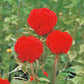 Celosia Seeds 50 Cut Flower Seeds Celosia Kurume Orange Red Cockscomb Seeds