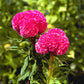 Cockscomb Seeds 50 Cut Flower Seeds Celosia Kurume Rose